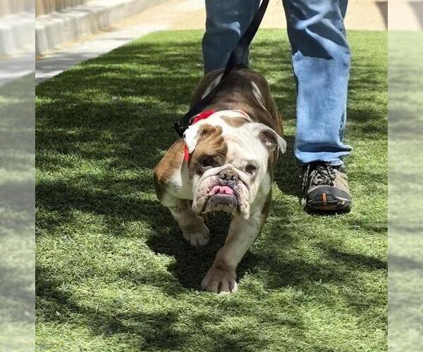 Medium Photo #1 Bulldog-Unknown Mix Puppy For Sale in Las Vegas, NV, USA