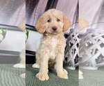 Small Labradoodle