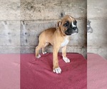 Litter of 9 - Male(s) and Female(s) BoxerLitter of Puppies for Sale - Photo #21