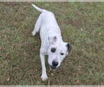 Small #4 American Bulldog Mix