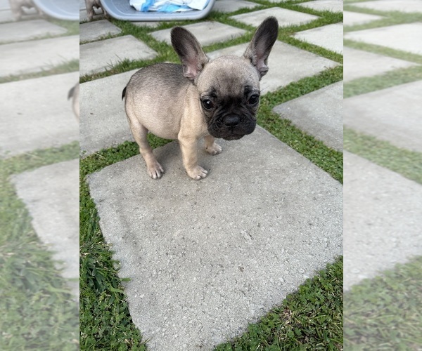 Medium Photo #4 French Bulldog Puppy For Sale in YUCAIPA, CA, USA