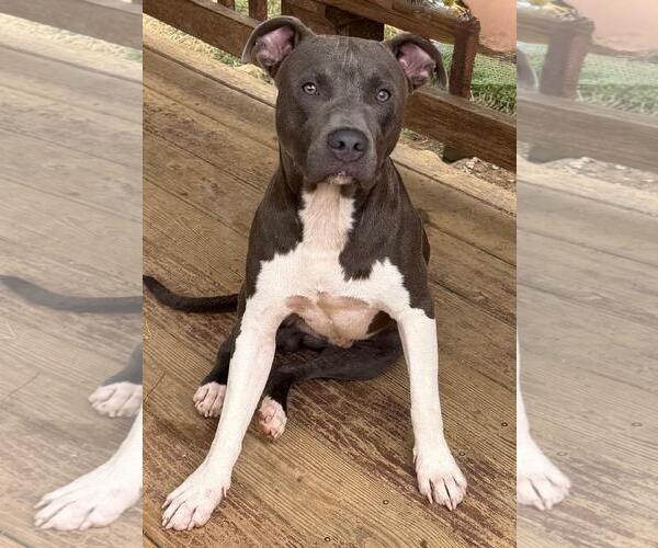 Medium Photo #3 American Pit Bull Terrier-Unknown Mix Puppy For Sale in Wetumpka, AL, USA