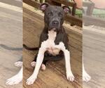 Small #2 American Pit Bull Terrier Mix