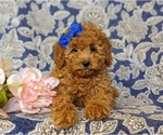 Small Photo #7 Cockapoo-Poodle (Miniature) Mix Puppy For Sale in BIRD IN HAND, PA, USA
