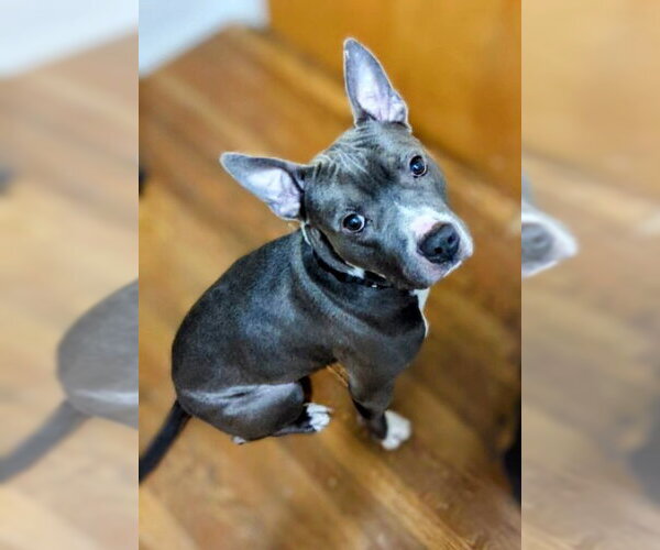 Medium Photo #1 American Staffordshire Terrier-Unknown Mix Puppy For Sale in columbia, SC, USA