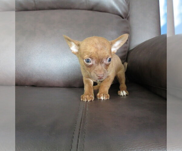Medium Photo #5 Chihuahua Puppy For Sale in HAYES, VA, USA