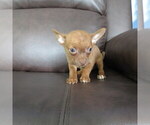 Small #4 Chihuahua