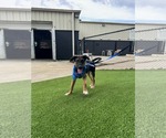 Small #2 German Shepherd Dog Mix