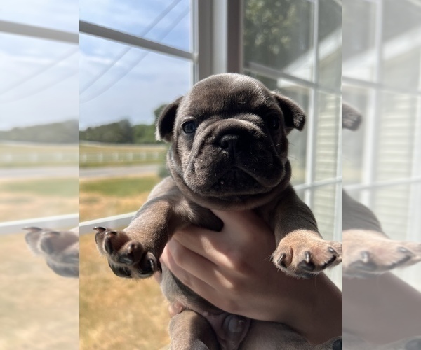 Medium Photo #3 French Bulldog Puppy For Sale in HUDSONVILLE, MI, USA