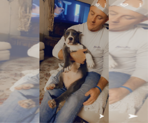 American Bully Puppy for sale in OKEECHOBEE, FL, USA