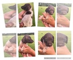 Small Photo #7 German Shorthaired Pointer Puppy For Sale in MORTON, MS, USA