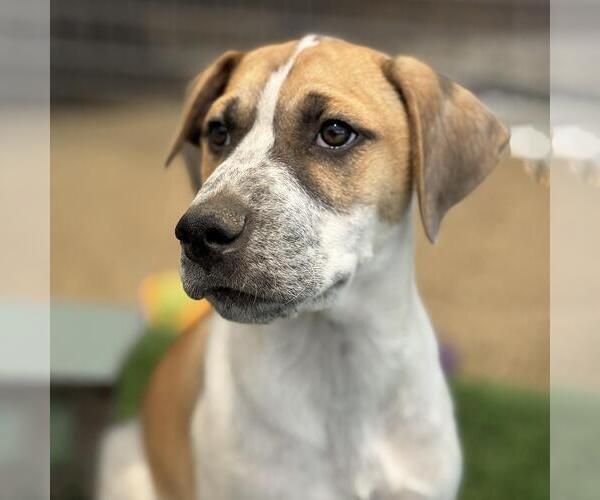 Medium Photo #2 Mutt Puppy For Sale in San Diego, CA, USA