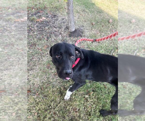 Medium Photo #3 Labrador Retriever-Unknown Mix Puppy For Sale in Rowlett, TX, USA