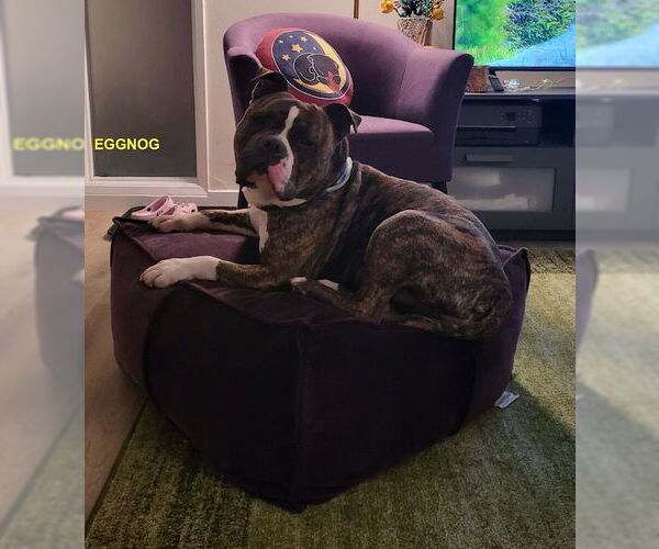 Medium Photo #4 Staffordshire Bull Terrier-Unknown Mix Puppy For Sale in Woodland Hills, CA, USA