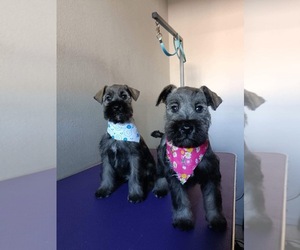 Boston Terrier-Miniature Schnauzer Mix Puppy for sale in RANCHO CUCAMONGA, CA, USA