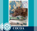 Small #3 Chihuahua Mix
