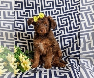 Aussiedoodle Miniature  Puppy for sale in NOTTINGHAM, PA, USA