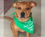 Small #8 Labrador Retriever Mix