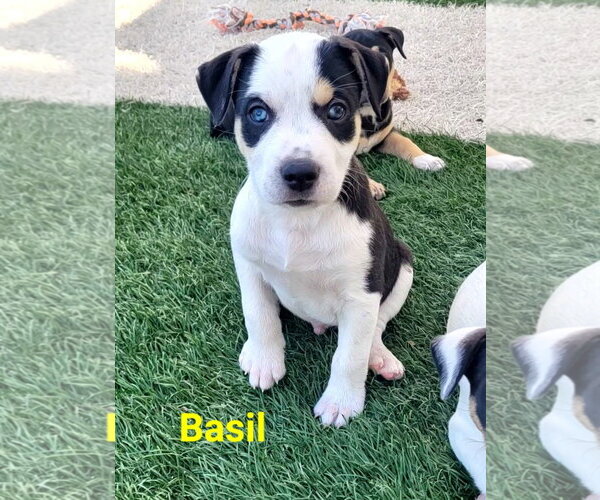 Medium Photo #1 Mutt Puppy For Sale in Des Moines, IA, USA