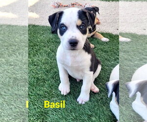 Mutt Dogs for adoption in Des Moines, IA, USA