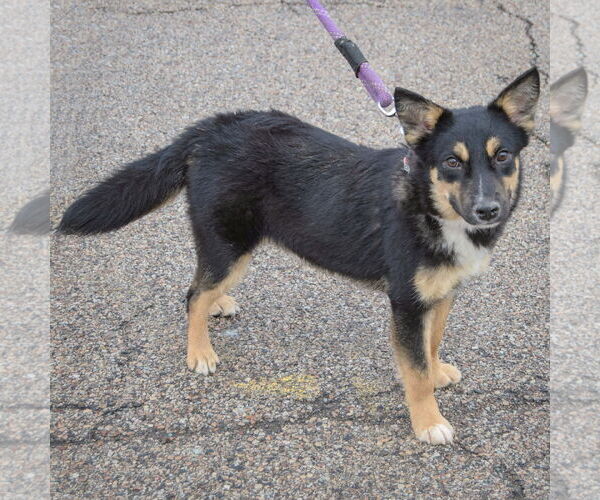 Medium Photo #2 Feist Terrier-German Shepherd Dog Mix Puppy For Sale in Huntley, IL, USA