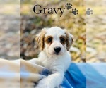 Small Photo #10 Cavapoo Puppy For Sale in MURFREESBORO, TN, USA