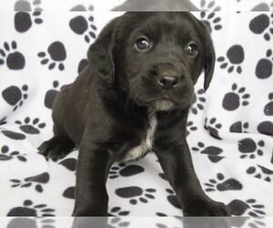 English Springer Spaniel-Unknown Mix Puppy for sale in SHILOH, OH, USA