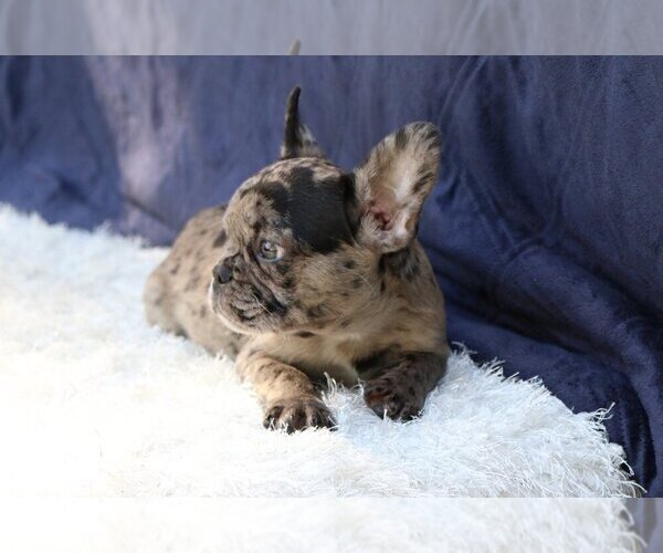 Medium Photo #1 Bulldog Puppy For Sale in LOS ALAMOS, NM, USA