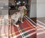 Small Photo #53 Great Dane Puppy For Sale in PIERSON, MI, USA