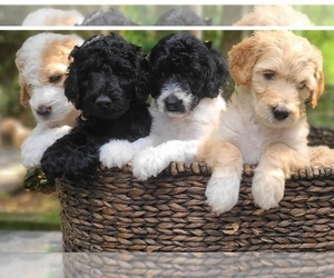 Goldendoodle Puppy for sale in ABITA SPRINGS, LA, USA