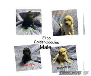 Goldendoodle Puppy for sale in CYNTHIANA, KY, USA