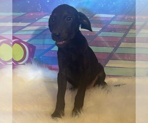 Medium Dachshund-Labrador Retriever Mix