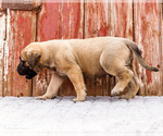 Small Photo #56 Mastiff Puppy For Sale in WAKARUSA, IN, USA