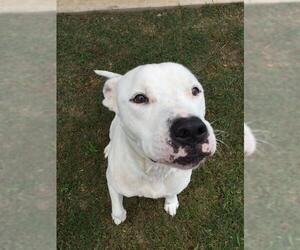Bulldog-Unknown Mix Dogs for adoption in Grovetown, GA, USA