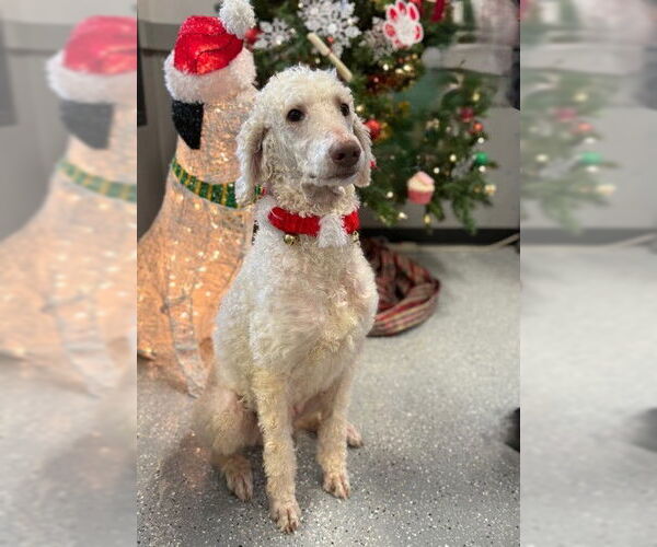 Medium Photo #1 Poodle (Standard)-Unknown Mix Puppy For Sale in Warrenton, VA, USA