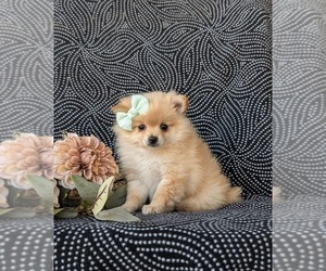 Pomeranian Puppy for sale in OXFORD, PA, USA