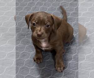 Daug Dogs for adoption in Green Forest, AR, USA