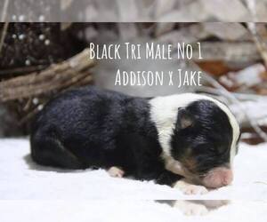 Miniature Australian Shepherd Puppy for sale in KNOTTSVILLE, KY, USA