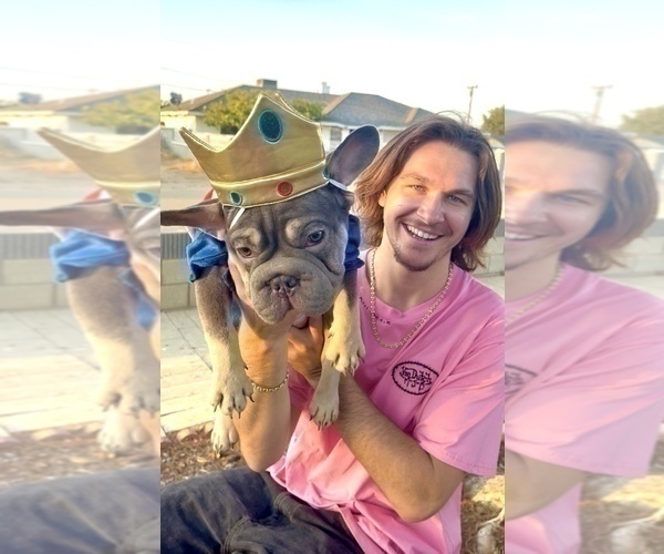 Medium Photo #11 French Bulldog Puppy For Sale in CHARLOTTESVILLE, VA, USA