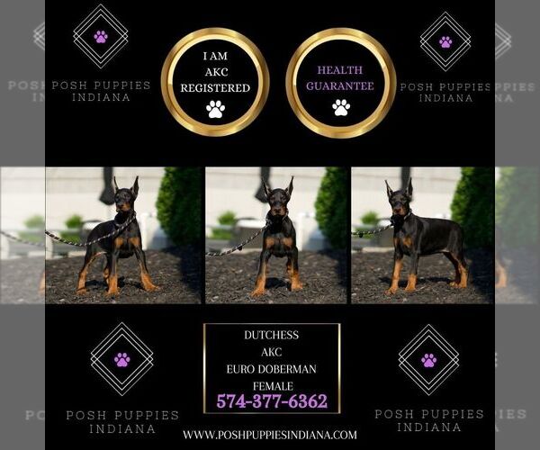Medium Photo #30 Doberman Pinscher Puppy For Sale in WARSAW, IN, USA