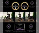 Small Photo #30 Doberman Pinscher Puppy For Sale in WARSAW, IN, USA