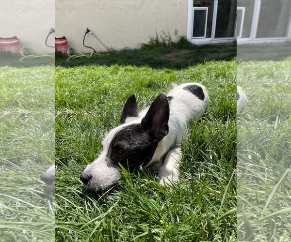Medium Photo #6 Mutt Puppy For Sale in Escondido, CA, USA