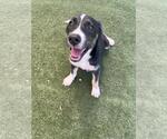Small German Shepherd Dog Mix