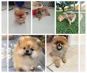 Miniature Spitz Puppy for sale in HALLANDALE BEACH, FL, USA