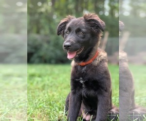 Australian Shepherd-German Shepherd Dog Mix Dogs for adoption in Fultonham, NY, USA