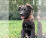 Small Australian Shepherd-German Shepherd Dog Mix