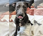 Small #3 Labrador Retriever Mix