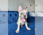 Small Photo #3 French Bulldog Puppy For Sale in RESEDA, CA, USA