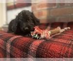 Small Photo #70 Labradoodle Puppy For Sale in LOS ANGELES, CA, USA