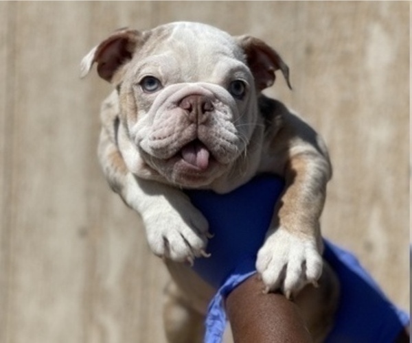 Medium Photo #1 English Bulldog Puppy For Sale in HARTFORD, CT, USA